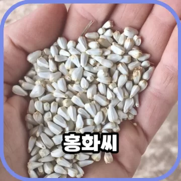 뼈를 튼튼하게 해주는 홍화씨유 가루 효능