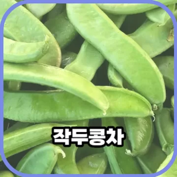 작두콩차 비염 효능있는 카페인없는차