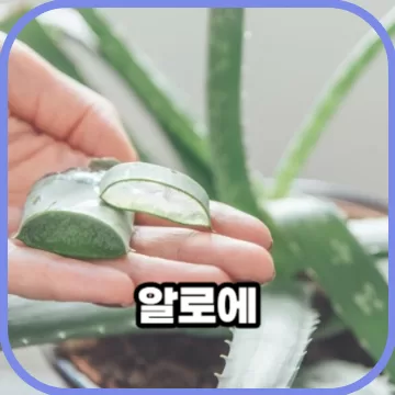 피부에 효과좋은 알로에 놀라운 효능