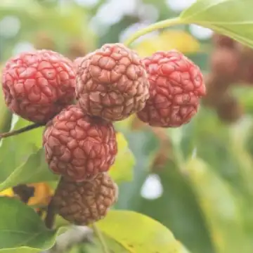 꾸찌뽕 당뇨에좋은 효능 및 부작용